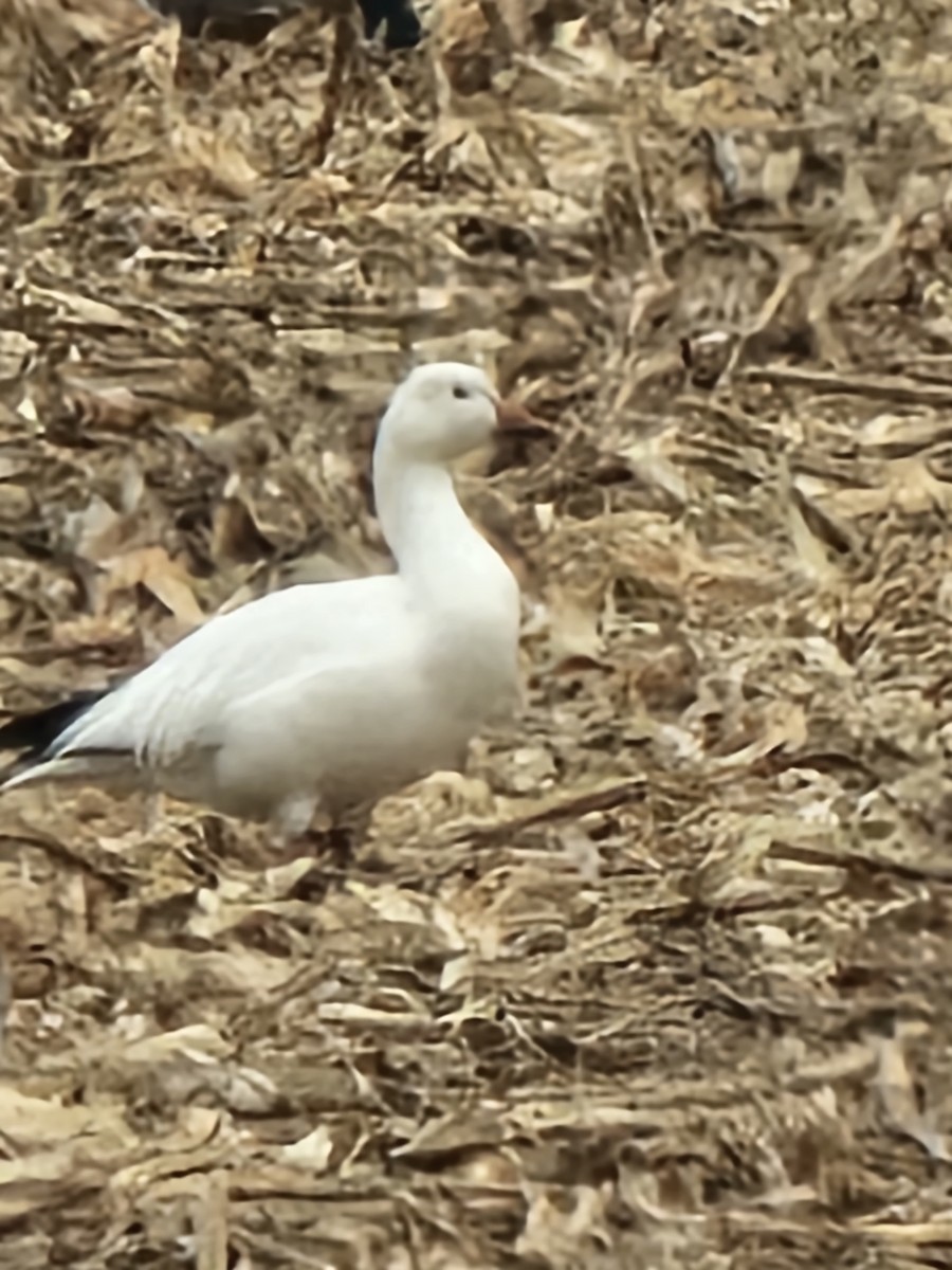 Snow Goose - ML611668712