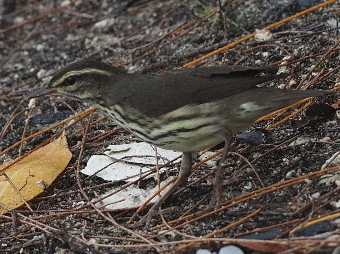 Northern Waterthrush - ML611668796