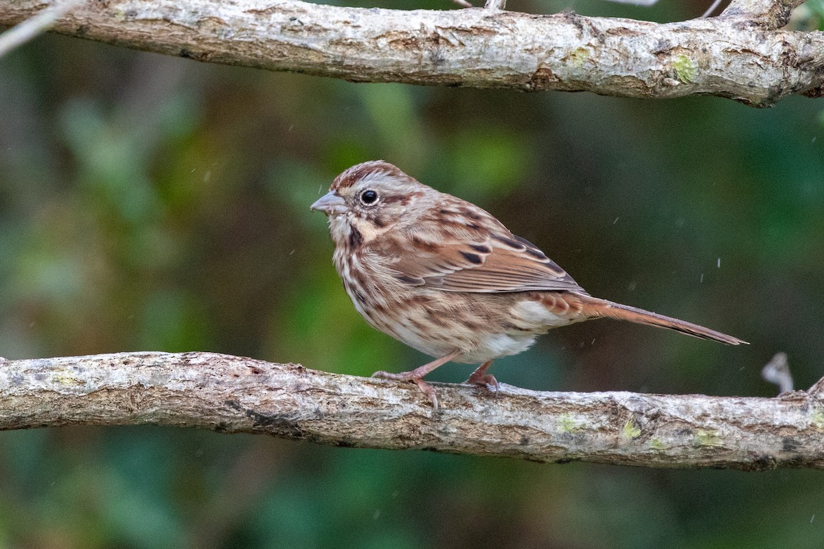 Song Sparrow (melodia/atlantica) - ML611668824