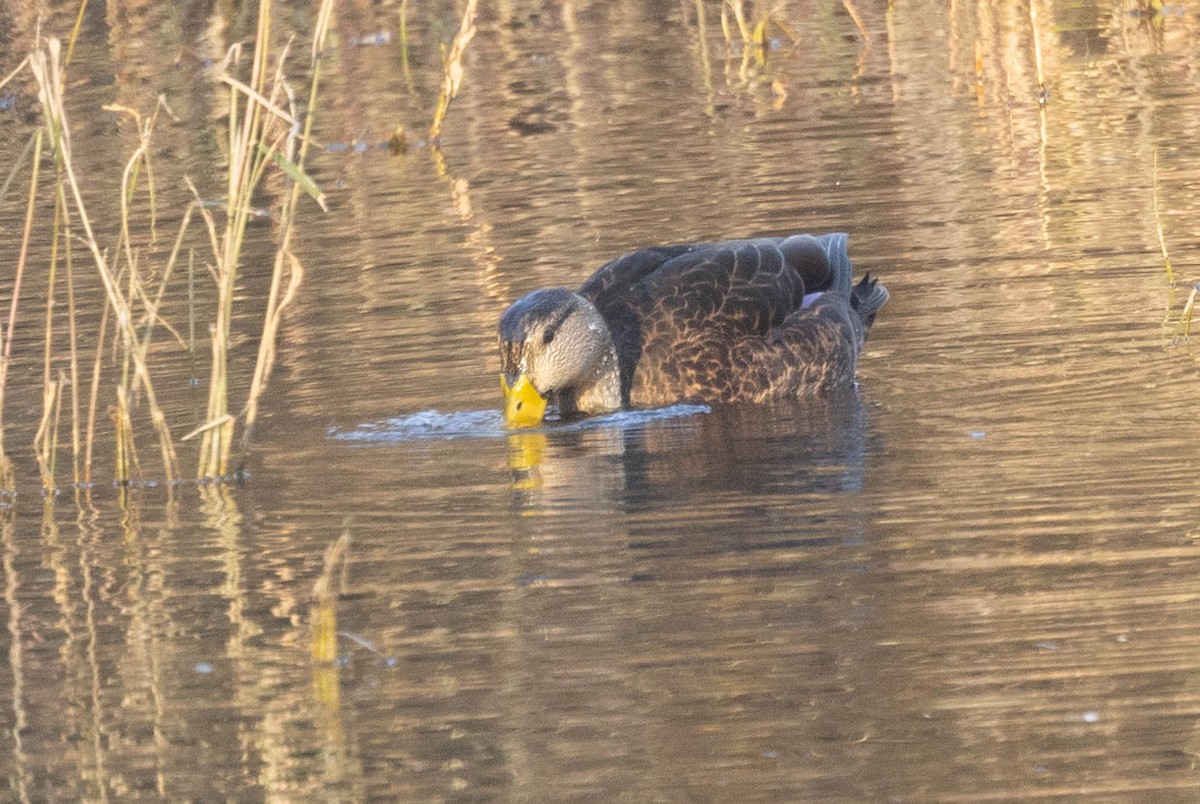 Mallard/American Black Duck - ML611669038