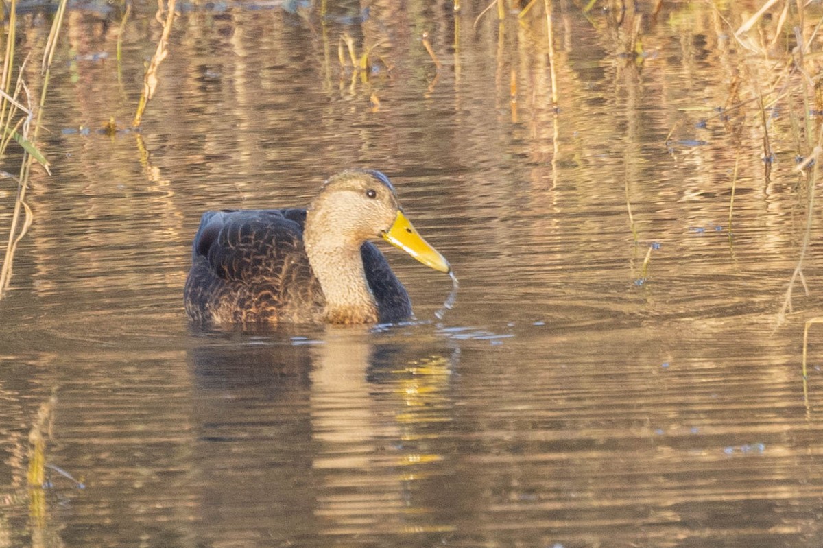 Mallard/American Black Duck - ML611669039