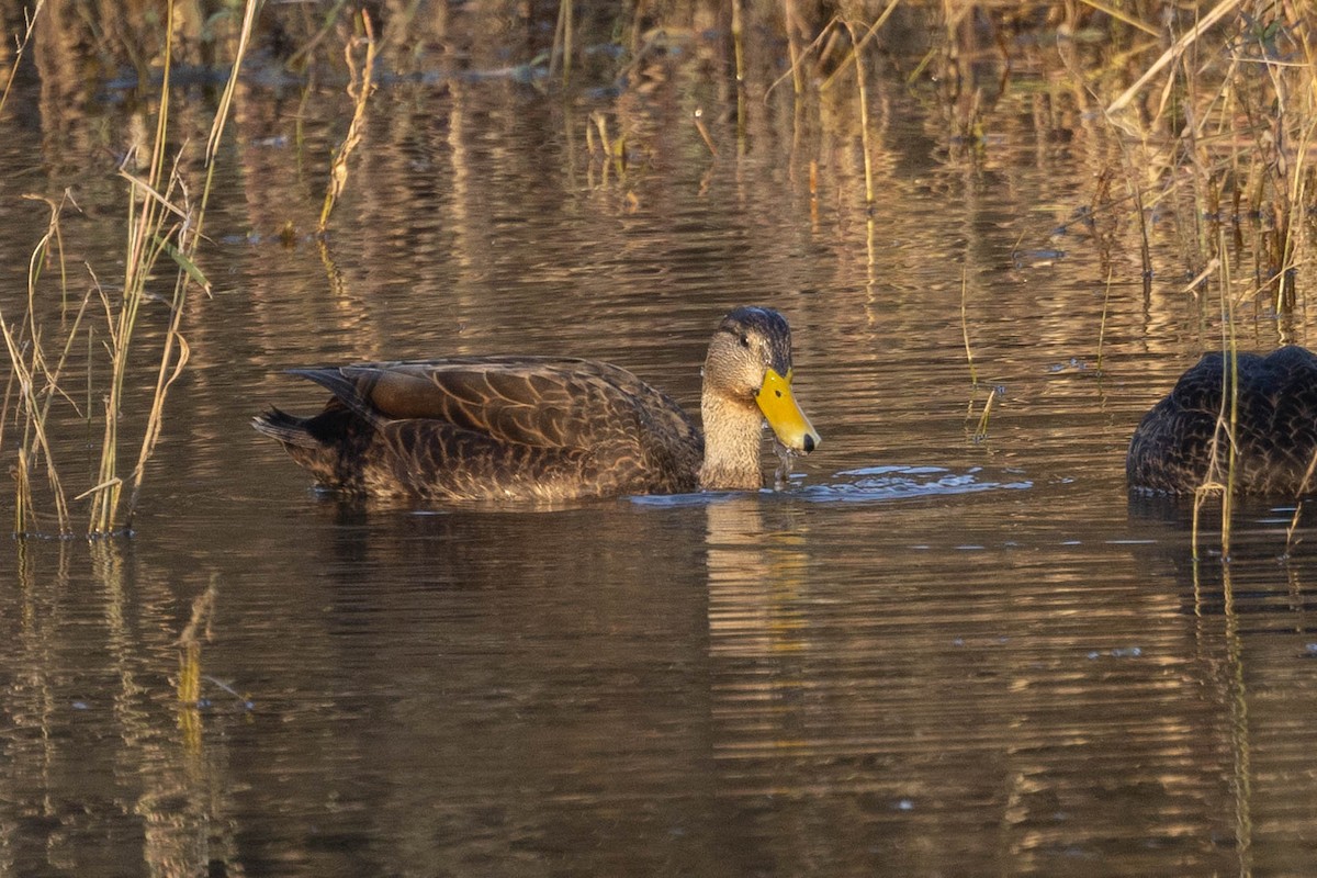 Mallard/American Black Duck - ML611669040