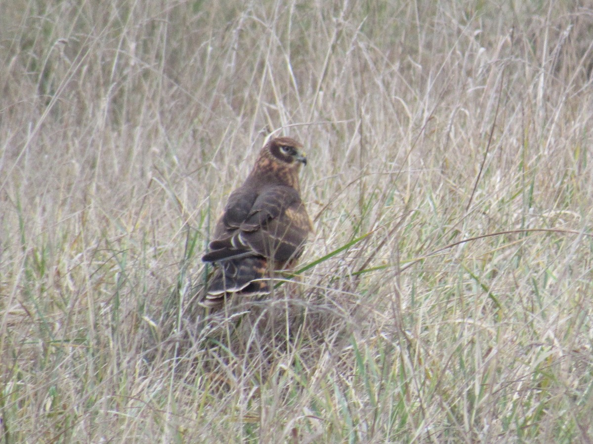 Northern Harrier - Mike Partridge