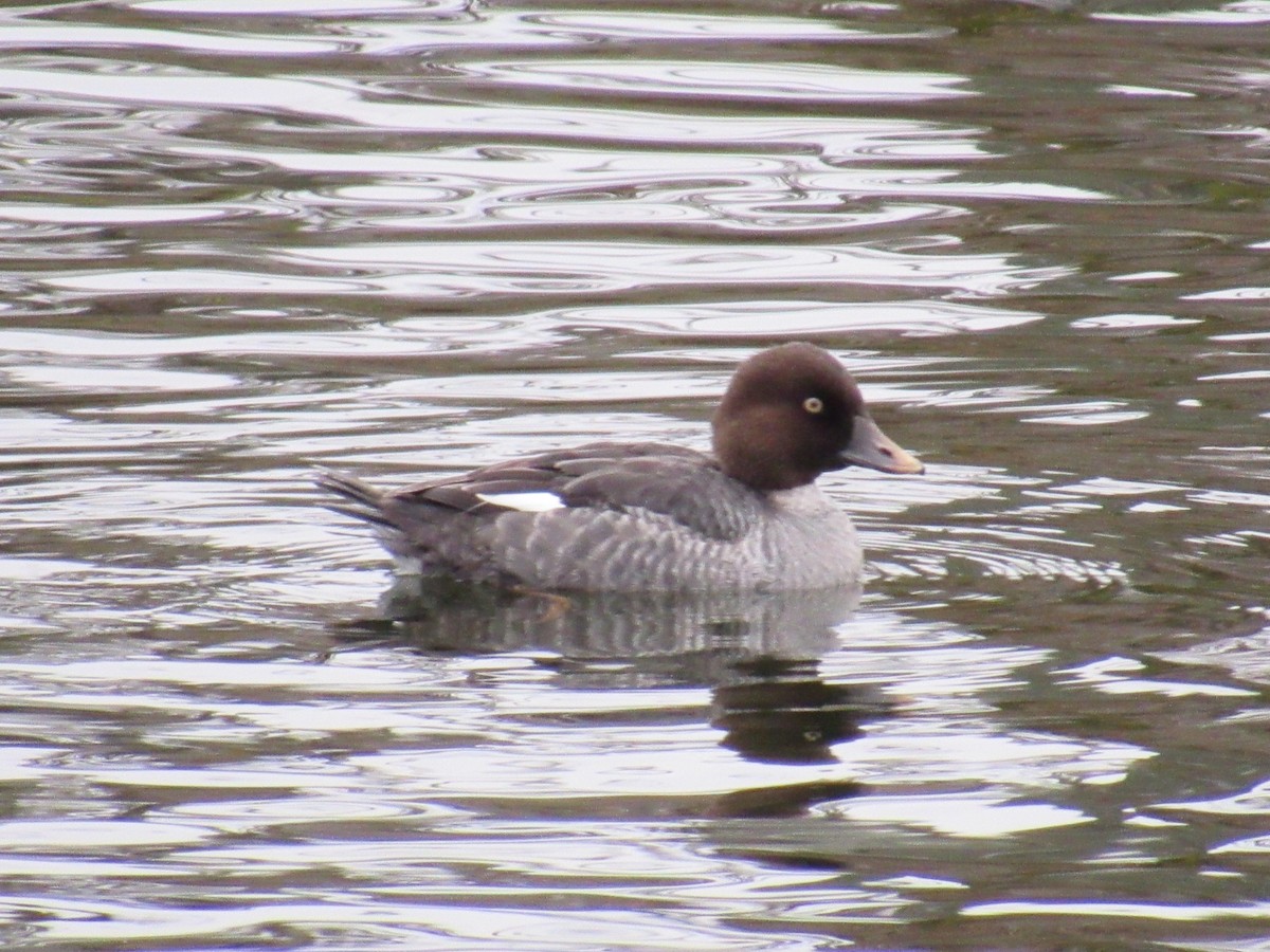 Common Goldeneye - Mike Partridge