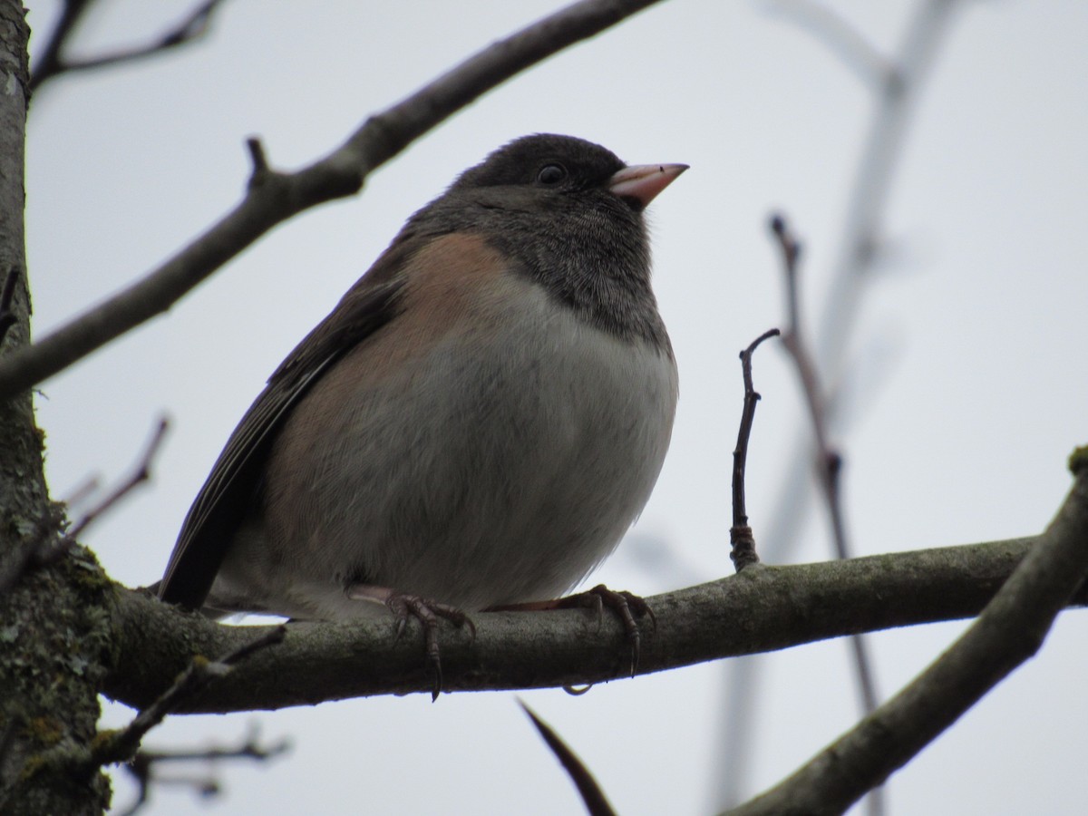 Dark-eyed Junco - Mike Partridge