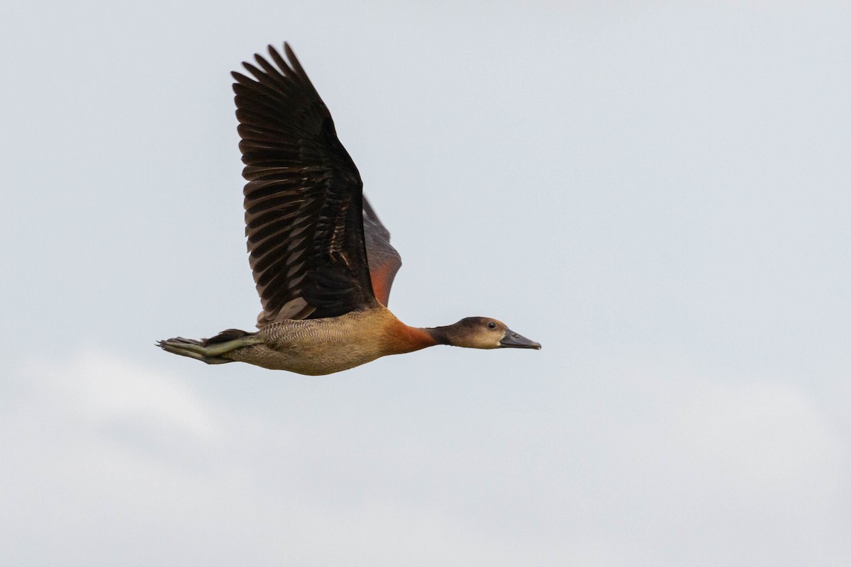 White-faced Whistling-Duck - ML611669148