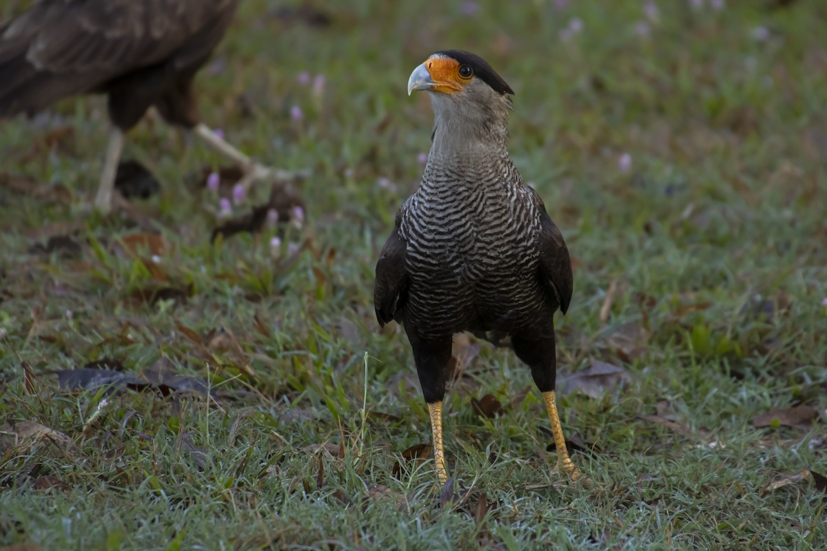 Crested Caracara - Antonio Rodriguez-Sinovas