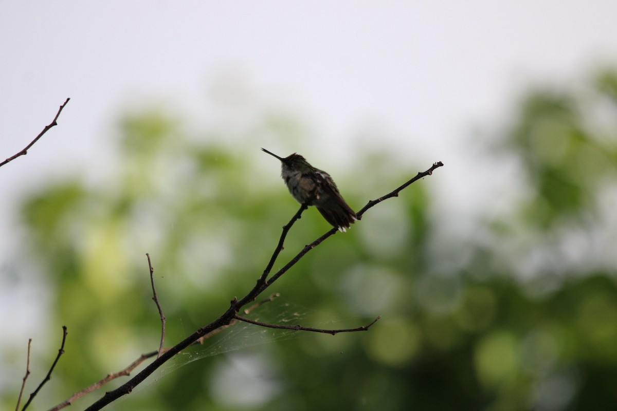 Ruby-throated Hummingbird - Josh Golden