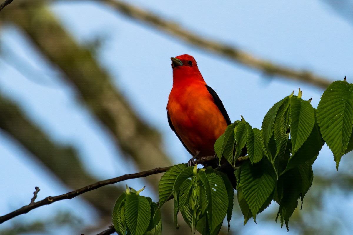 Scarlet Tanager - ML611669229