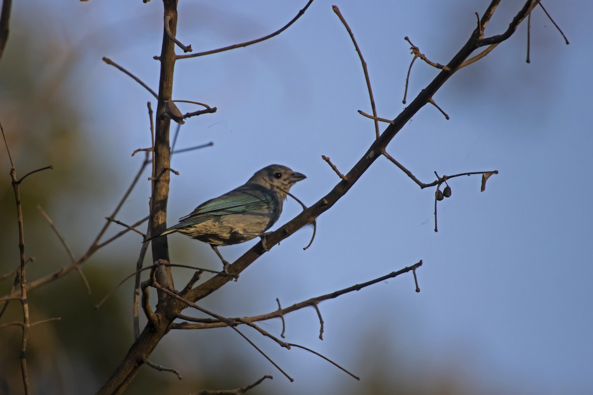 Sayaca Tanager - Antonio Rodriguez-Sinovas