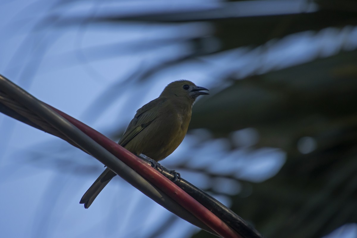 Palm Tanager - Antonio Rodriguez-Sinovas
