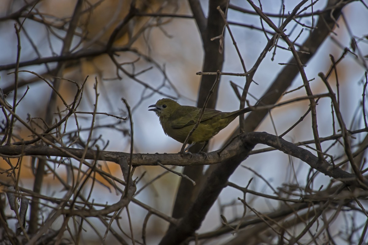 Palm Tanager - Antonio Rodriguez-Sinovas