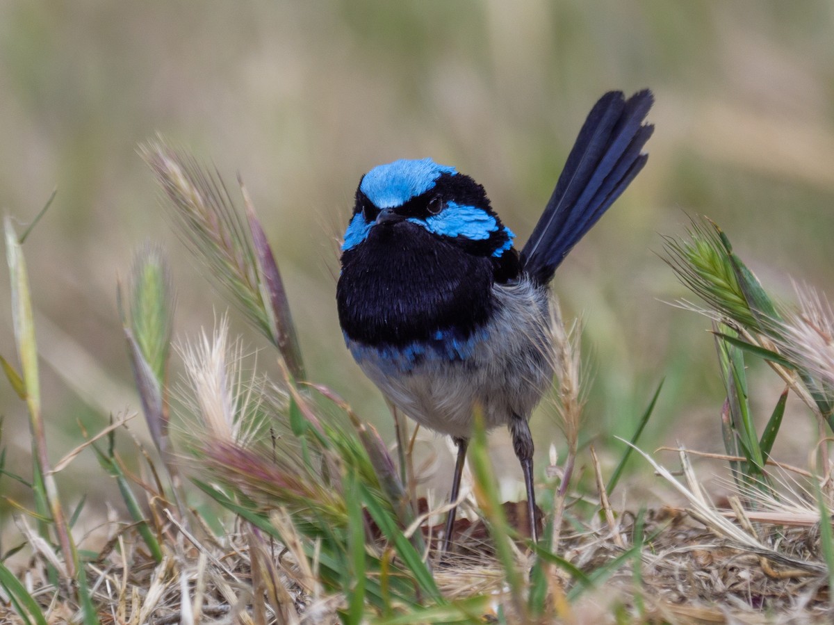 Superb Fairywren - Adam Nagy