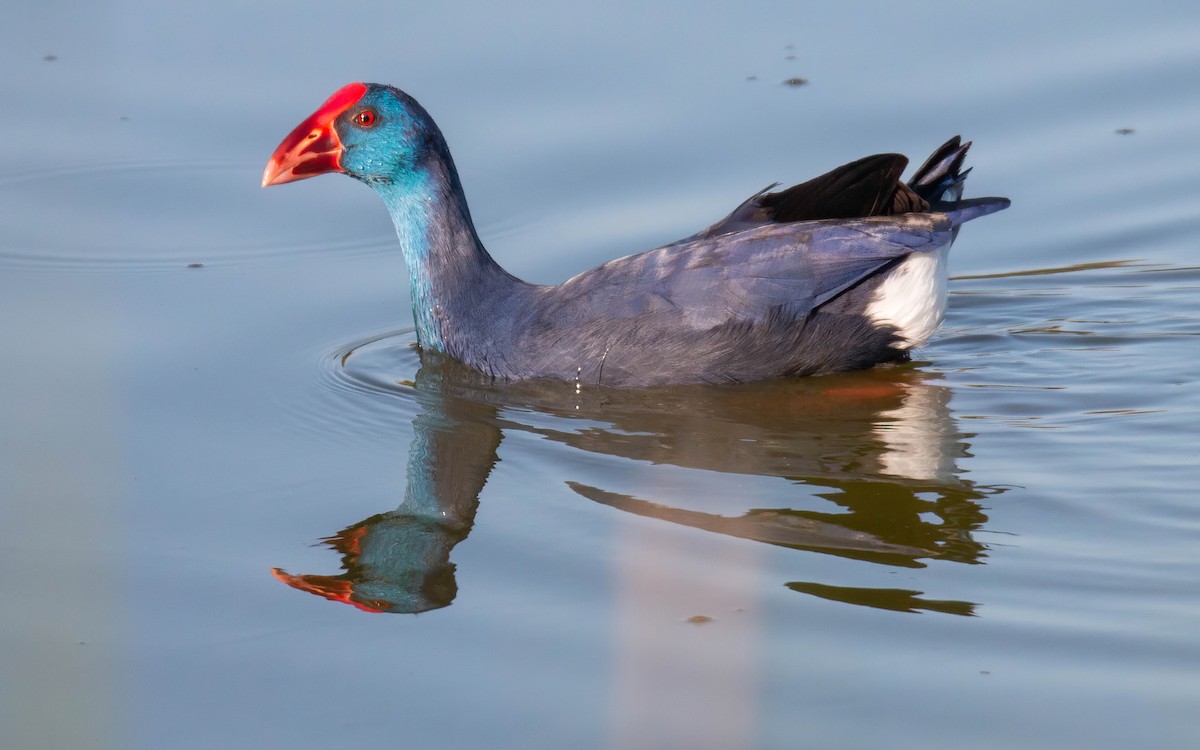 Western Swamphen - ML611669325