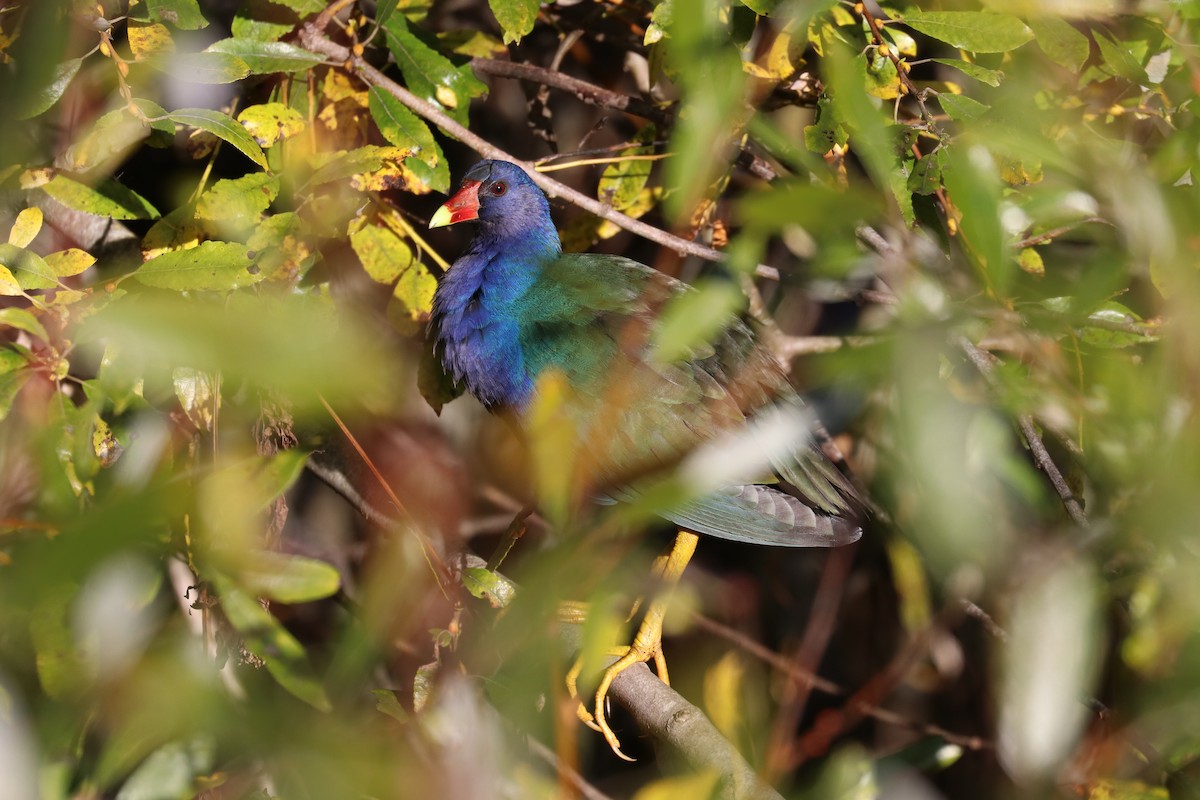 Purple Gallinule - ML611669329