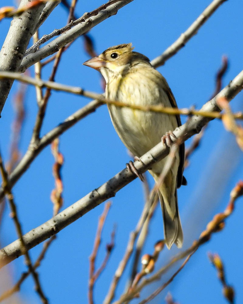 Dickcissel - Z A Lloyd