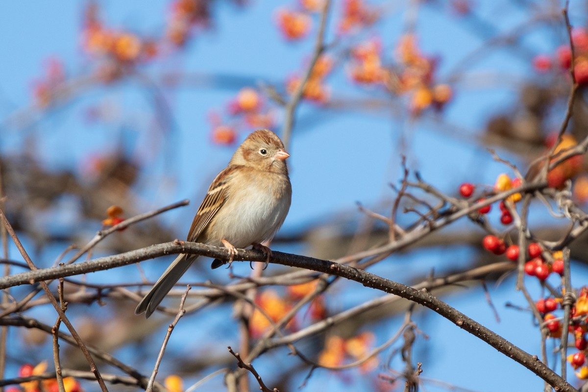 Field Sparrow - ML611669360