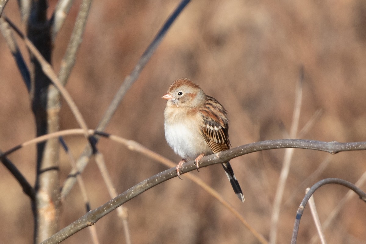 Field Sparrow - Caleb Strand