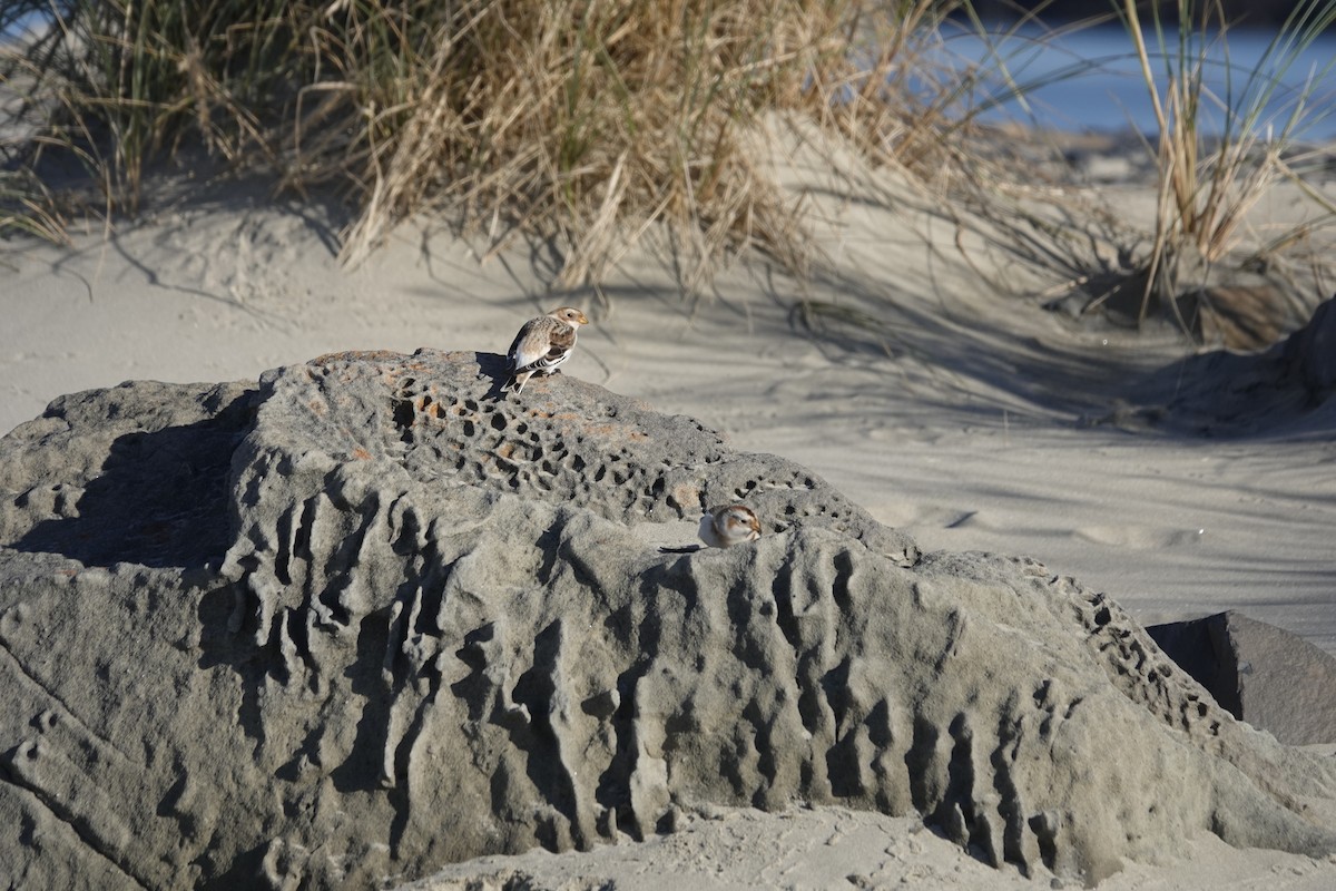 Snow Bunting - ML611669383