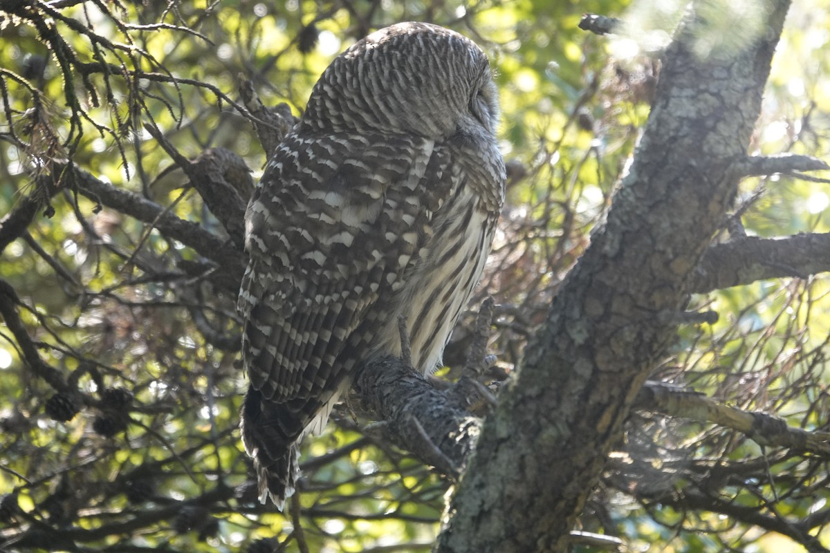 Barred Owl - ML611669403