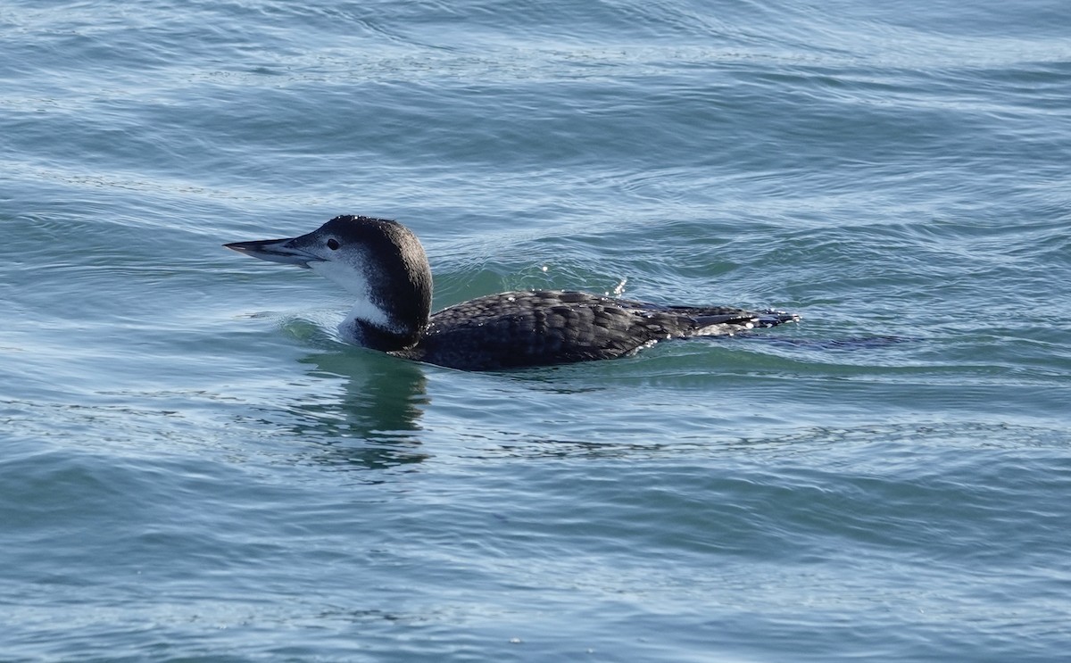 Plongeon huard - ML611669413