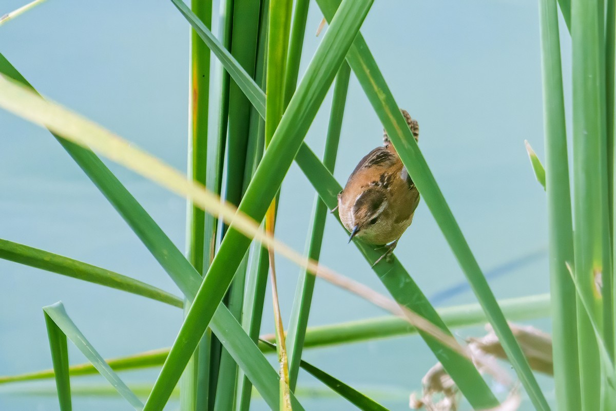 Marsh Wren - ML611669437