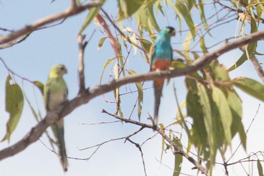 Golden-shouldered Parrot - Archie Brennan