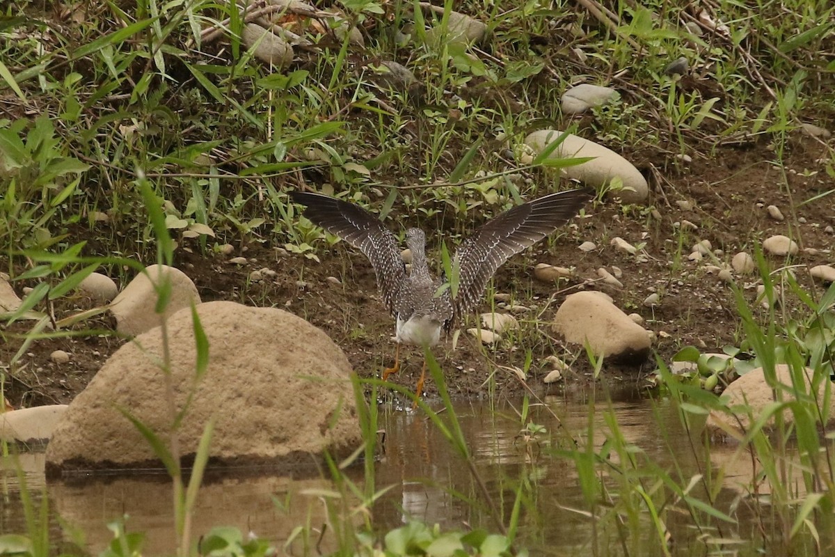 Greater Yellowlegs - ML611669481