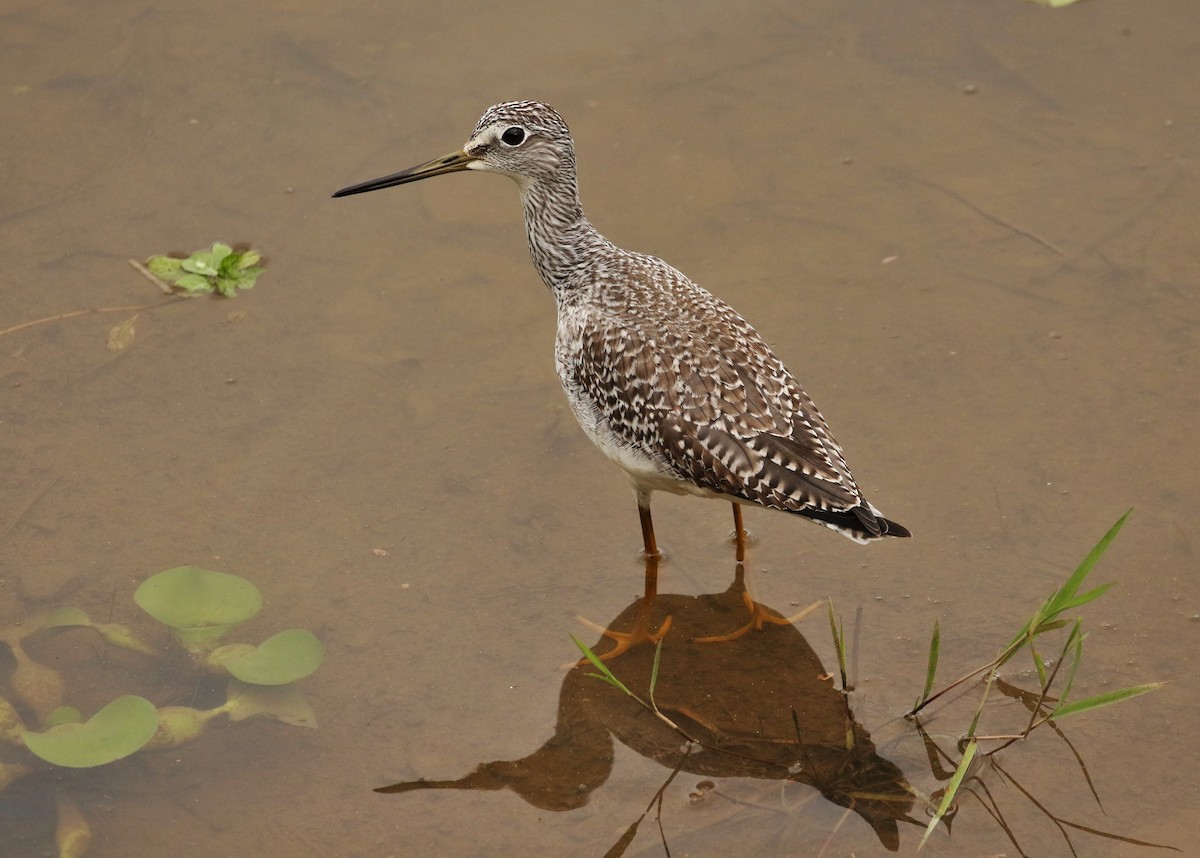 Greater Yellowlegs - ML611669482