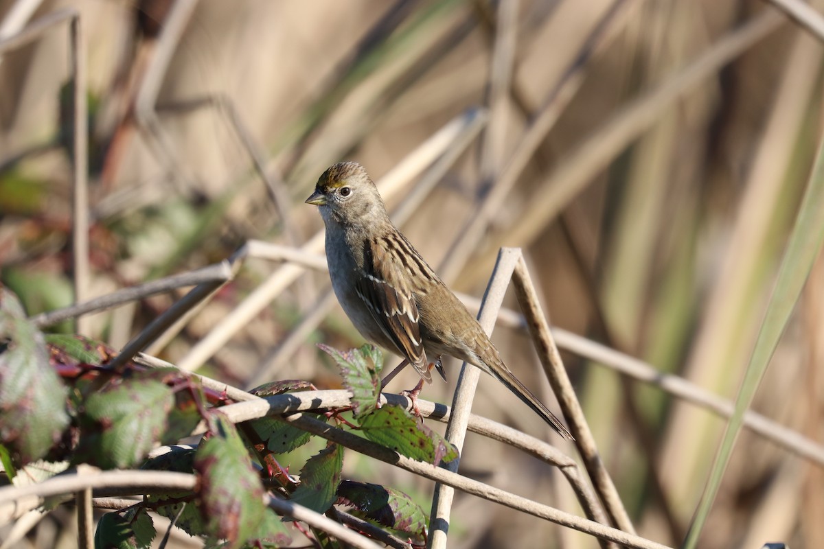 Golden-crowned Sparrow - ML611669522