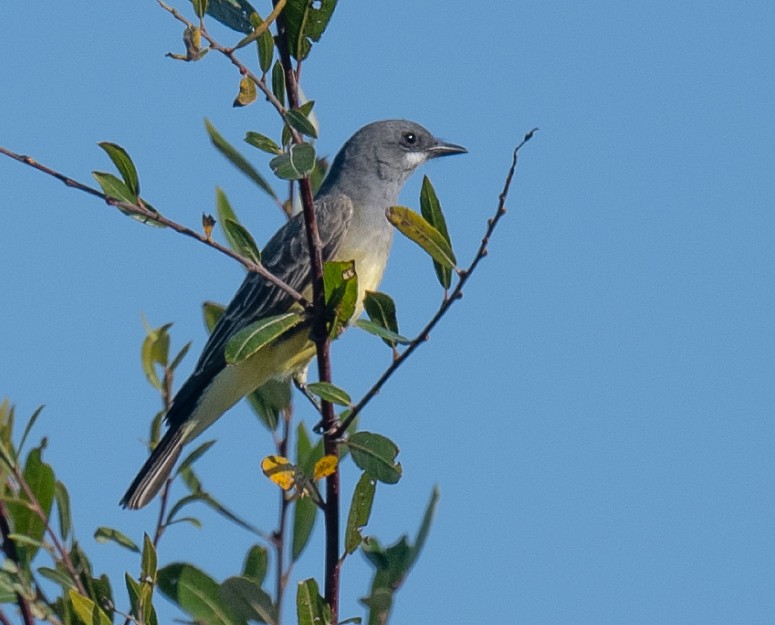 Cassin's Kingbird - ML611669574