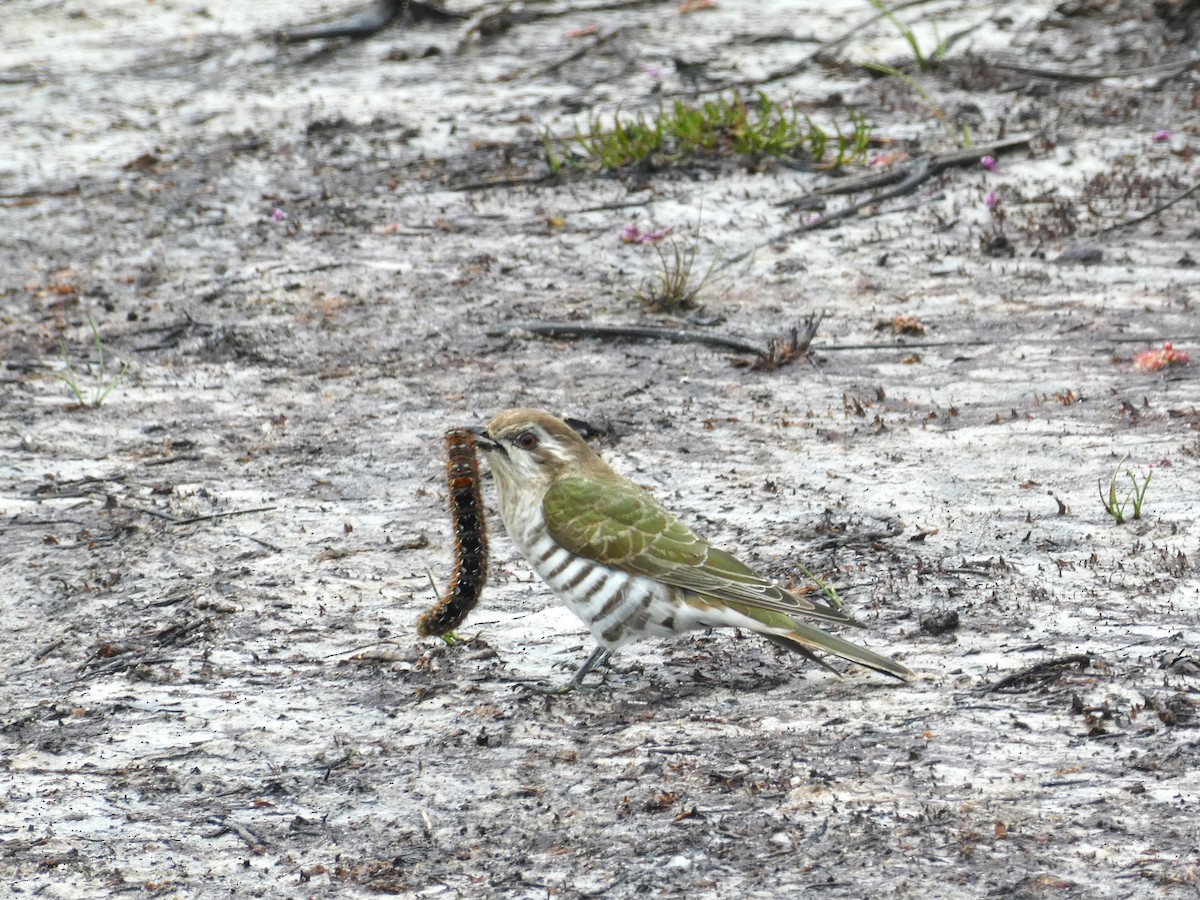 Horsfield's Bronze-Cuckoo - Heidi Krajewsky