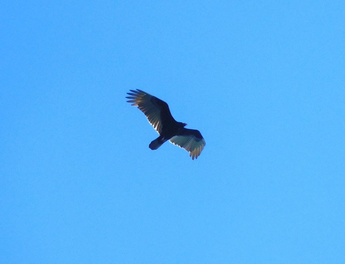 Turkey Vulture - ML611669685