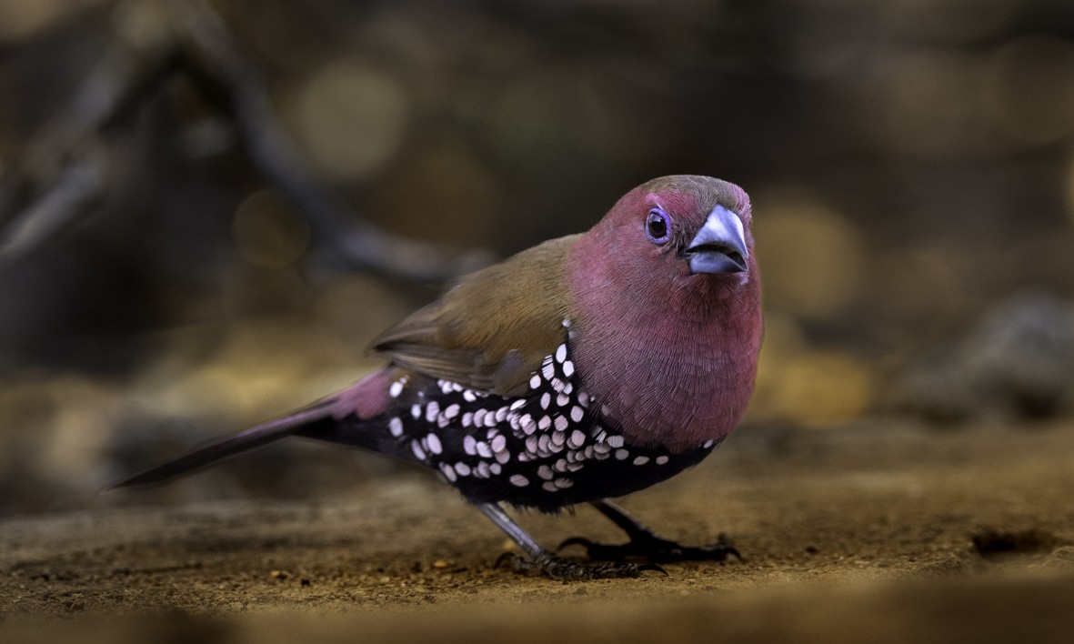 Pink-throated Twinspot - ML611669755