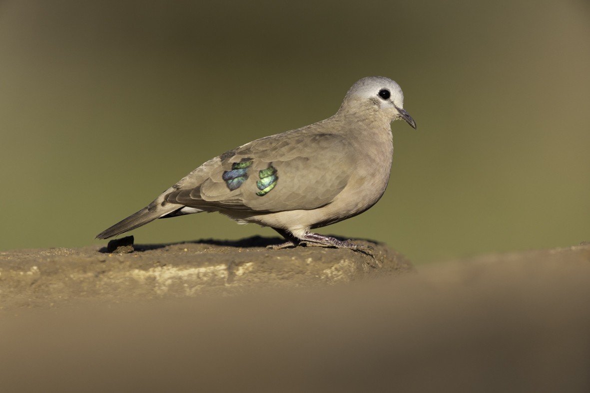 Emerald-spotted Wood-Dove - ML611669796