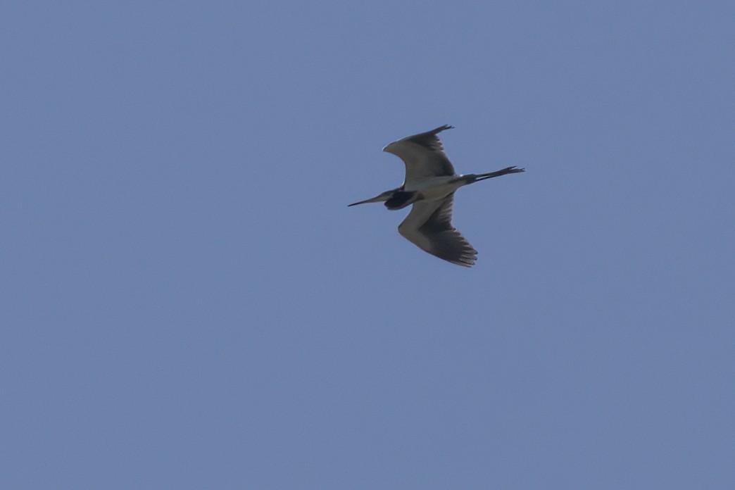 Tricolored Heron - Ted Keyel