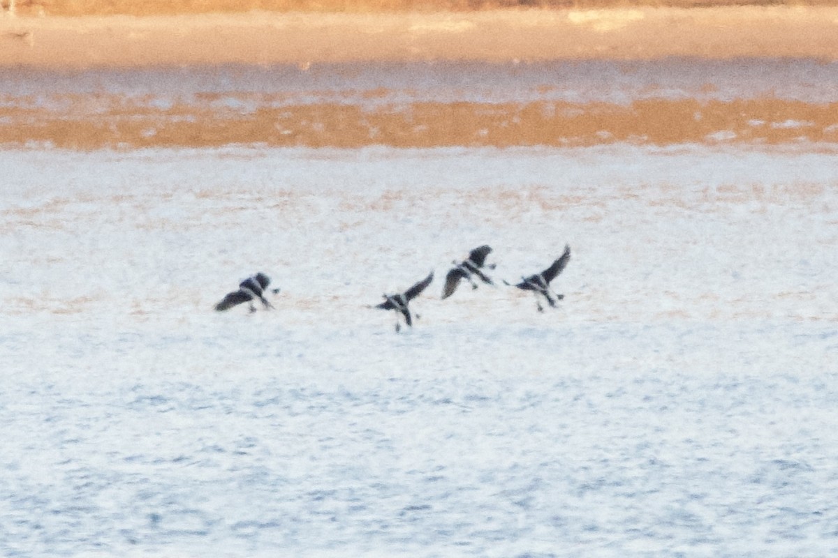 Long-tailed Duck - ML611669951