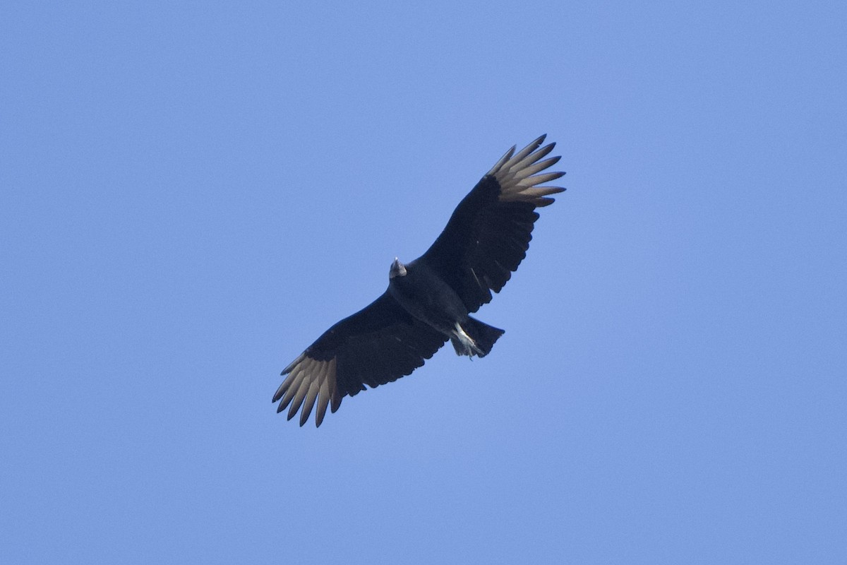 Black Vulture - ML611669954