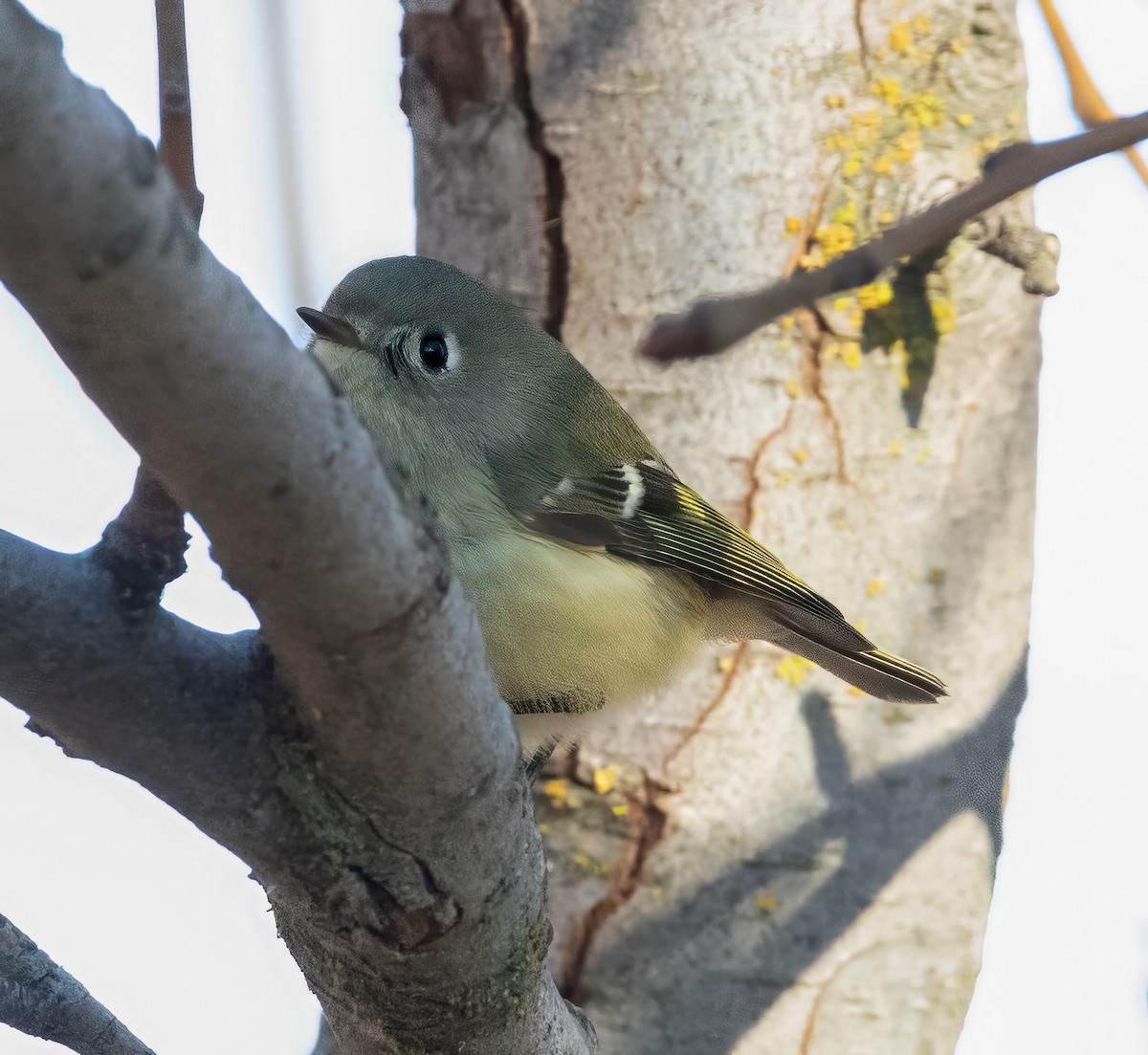 Ruby-crowned Kinglet - ML611669965