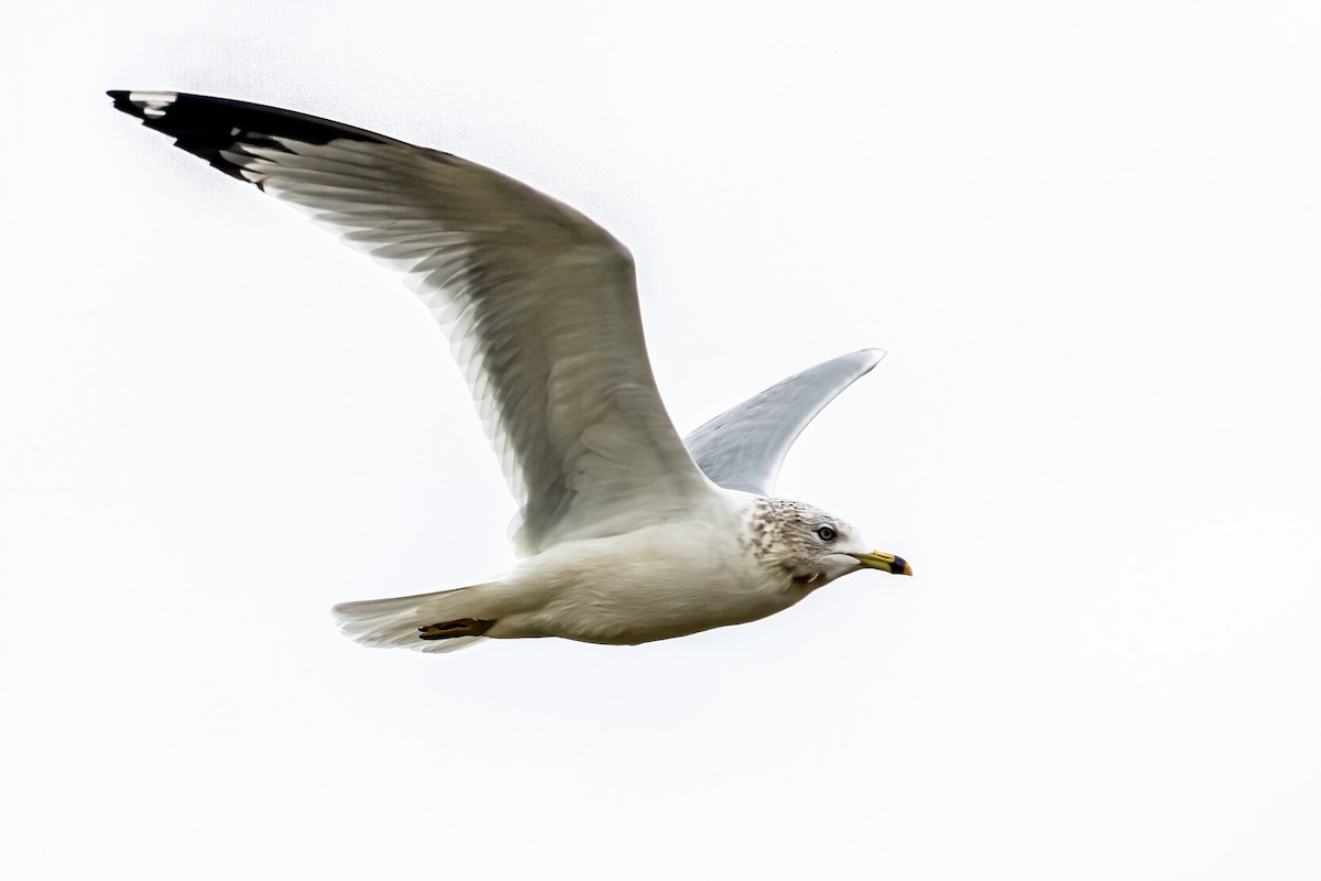 Ring-billed Gull - ML611669990