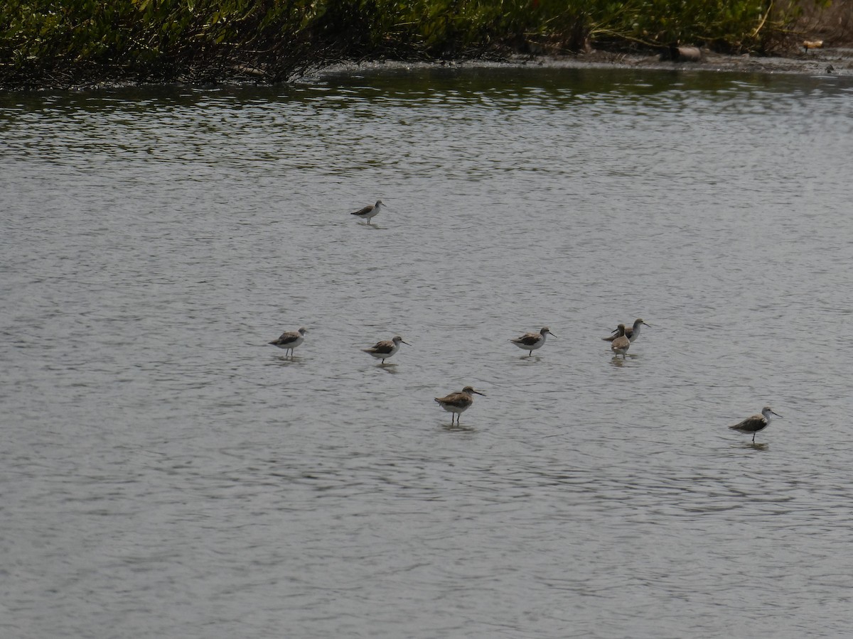 Gray-tailed Tattler - Gary Kane