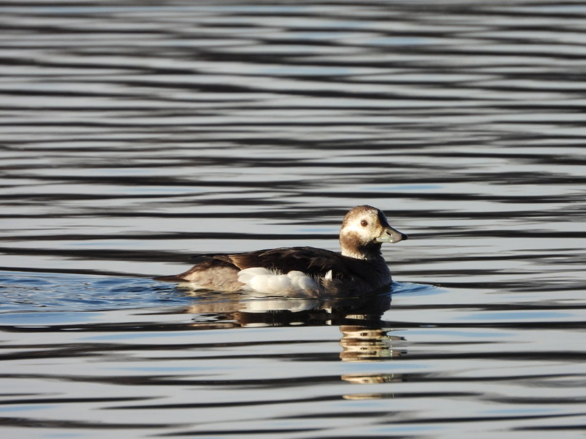 Long-tailed Duck - ML611670011