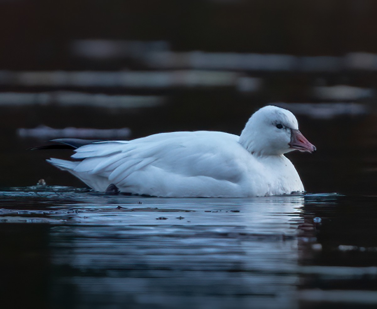 Ross's Goose - ML611670130