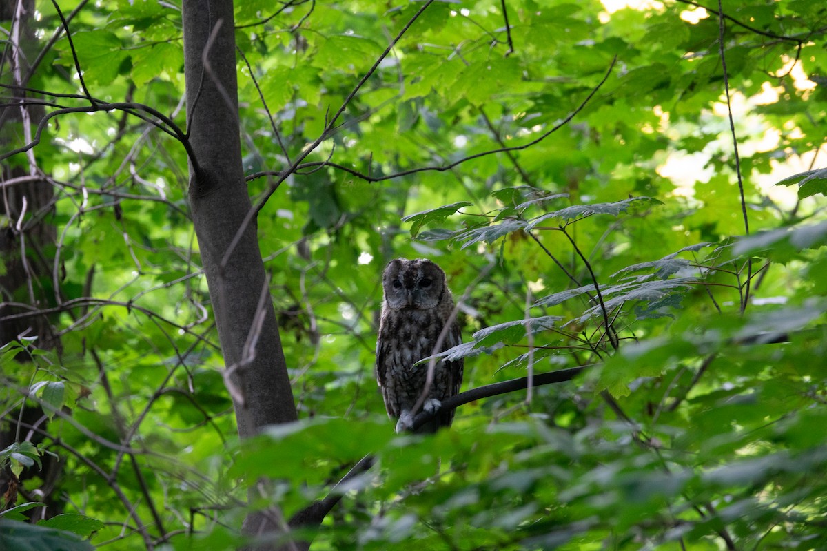 Tawny Owl - ML611670271
