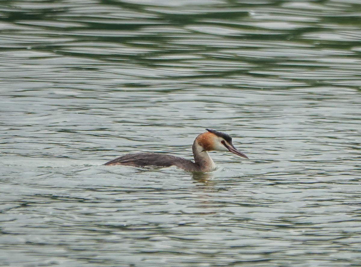 Great Crested Grebe - Dave Hart