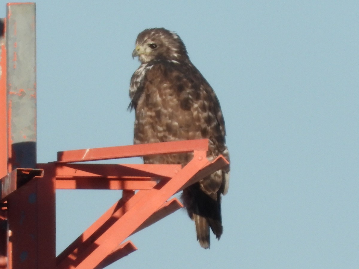 Red-tailed Hawk (Harlan's) - ML611670293