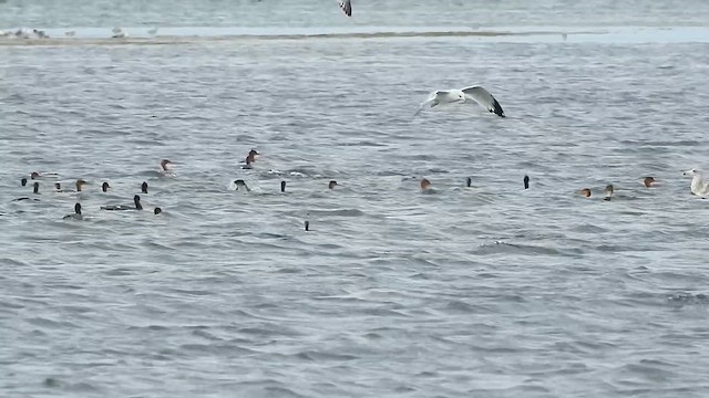 Red-breasted Merganser - ML611670294