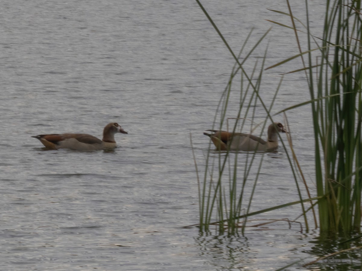 Egyptian Goose - ML611670376