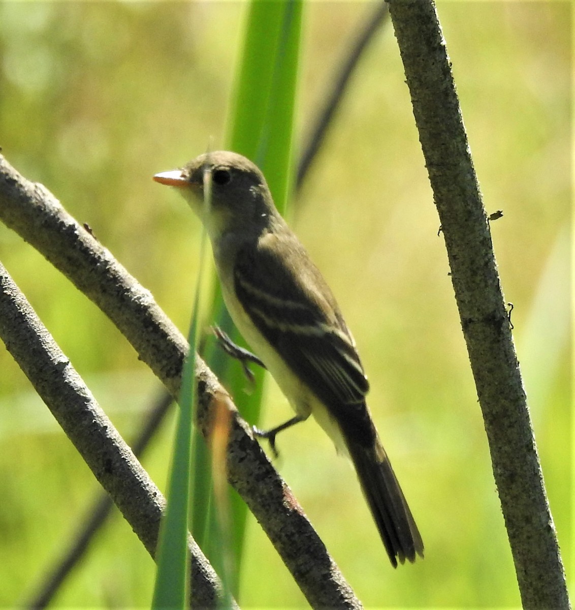 Willow Flycatcher (Eastern) - Michael Jacobs