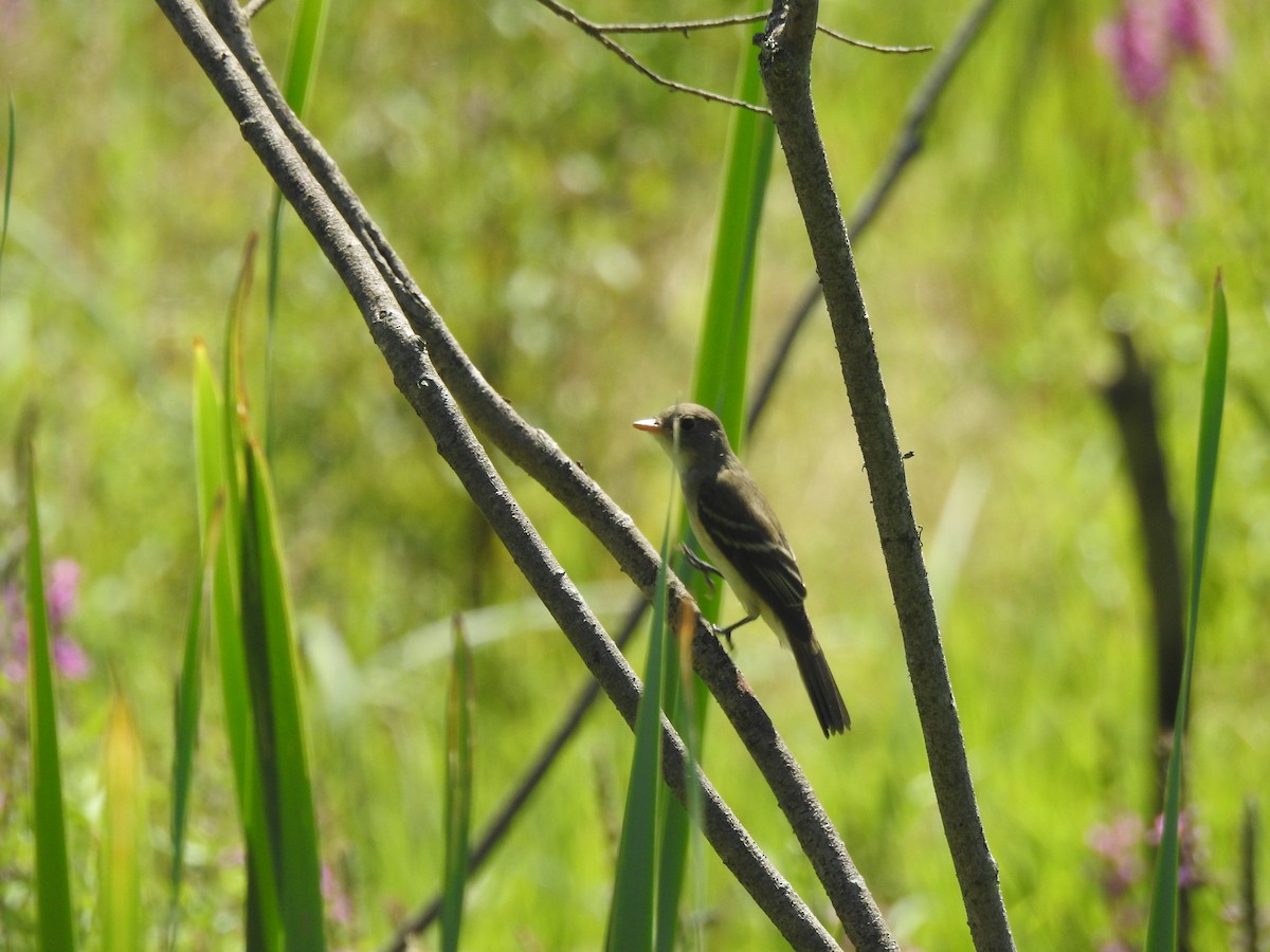 Willow Flycatcher (Eastern) - Michael Jacobs